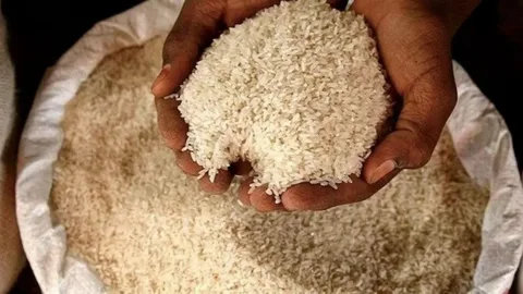 تصویر 2 از خرید و فروش برنج سر لاشه فجر با شرایط فوق العاده